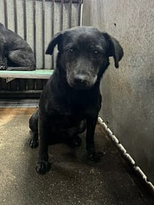 【待認養】混種犬 狗 (女生) - 彰化縣流浪狗中途之家