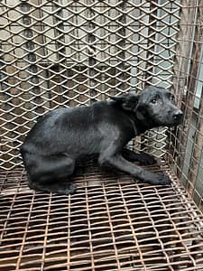 【待認養】混種犬 狗 (女生) - 彰化縣流浪狗中途之家