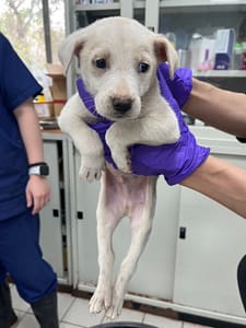 【待認養】混種犬 狗 (男生) - 彰化縣流浪狗中途之家