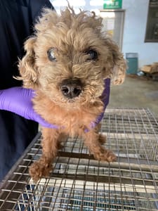 【待認養】貴賓犬 狗 (男生) - 臺南市動物之家善化站