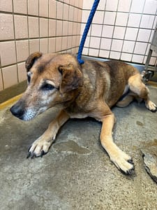 【待認養】混種犬 狗 (女生) - 新北市淡水區公立動物之家