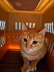 【待認養】混種貓 貓 (男生) - 新北市五股區公立動物之家