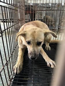 【待認養】混種犬 狗 (女生) - 臺南市動物之家善化站