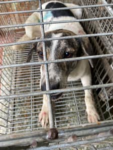 【待認養】混種犬 狗 (男生) - 臺南市動物之家善化站