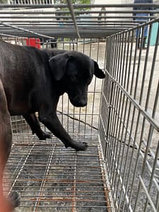 【待認養】混種犬 狗 (男生) - 臺南市動物之家善化站