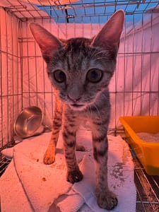 【待認養】混種貓 貓 (女生) - 新北市八里區公立動物之家