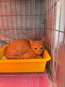 【待認養】混種貓 貓 (男生) - 新北市八里區公立動物之家