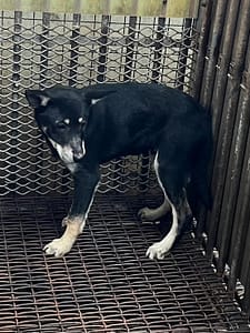 【待認養】混種犬 狗 (男生) - 彰化縣流浪狗中途之家