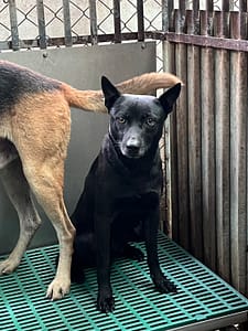 【待認養】混種犬 狗 (男生) - 彰化縣流浪狗中途之家