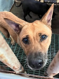 【待認養】混種犬 狗 (女生) - 彰化縣流浪狗中途之家
