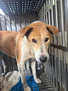【待認養】混種犬 狗 (女生) - 新北市淡水區公立動物之家