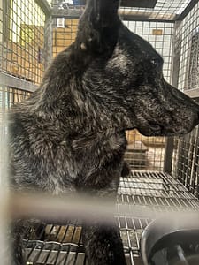 【待認養】混種犬 狗 (女生) - 臺南市動物之家善化站