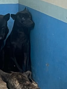 【待認養】混種犬 狗 (男生) - 苗栗縣動物保護教育園區