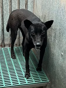 【待認養】混種犬 狗 (女生) - 彰化縣流浪狗中途之家