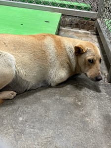 【待認養】混種犬 狗 (女生) - 臺東縣動物收容中心