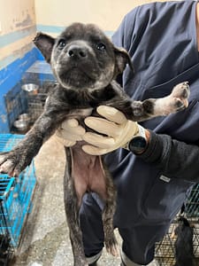 【待認養】混種犬 狗 (女生) - 苗栗縣動物保護教育園區