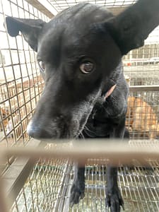 【待認養】混種犬 狗 (男生) - 臺南市動物之家善化站