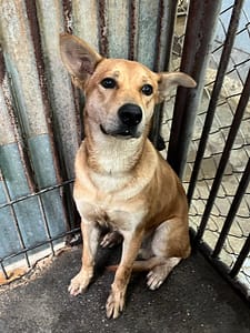 【待認養】混種犬 狗 (男生) - 彰化縣流浪狗中途之家