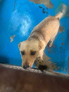 【待認養】混種犬 狗 (女生) - 苗栗縣動物保護教育園區