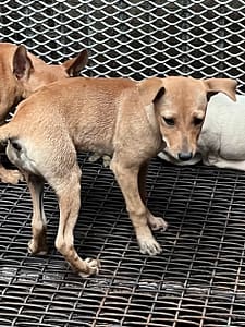 【待認養】混種犬 狗 (女生) - 彰化縣流浪狗中途之家