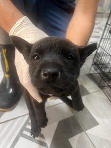【待認養】混種犬 狗 (男生) - 苗栗縣動物保護教育園區