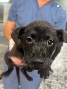 【待認養】混種犬 狗 (男生) - 苗栗縣動物保護教育園區