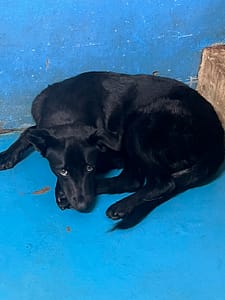 【待認養】混種犬 狗 (女生) - 苗栗縣動物保護教育園區