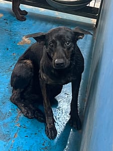 【待認養】混種犬 狗 (女生) - 苗栗縣動物保護教育園區