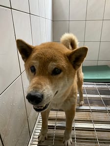 【待認養】混種犬 狗 (男生) - 臺南市動物之家善化站