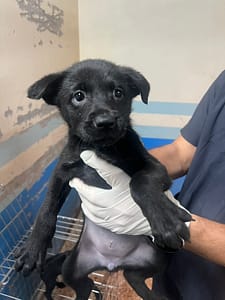【待認養】混種犬 狗 (女生) - 苗栗縣動物保護教育園區