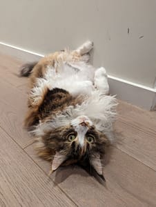 強勵犬舍