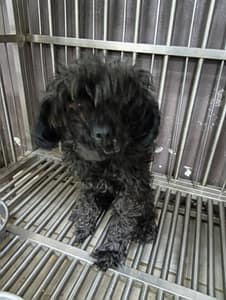 【待認養】貴賓犬 狗 (女生) - 新北市五股區公立動物之家