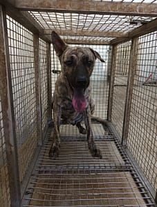 【待認養】混種犬 狗 (男生) - 嘉義縣動物保護教育園區