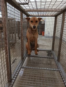 【待認養】混種犬 狗 (女生) - 嘉義縣動物保護教育園區