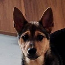 【待認養】混種犬 狗 (男生) - 澎湖縣流浪動物收容中心