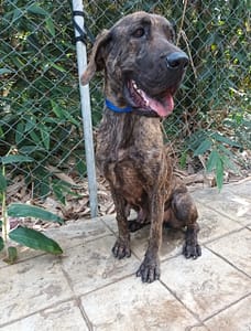 【待認養】混種犬 狗 (女生) - 嘉義縣動物保護教育園區