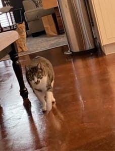 安心肉墊寵物澡堂