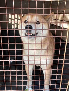 【待認養】柴犬 狗 (男生) - 新北市新店區公立動物之家