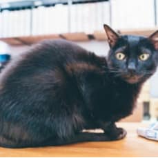 【急尋】其他 - 臺北市信義區松仁路243號 (黑)