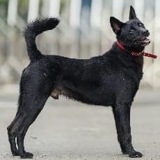 【待認養】混種犬 狗 (男生) - 新北市淡水區公立動物之家