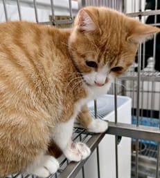 【待認養】混種貓 貓 (女生) - 新北市三芝區公立動物之家