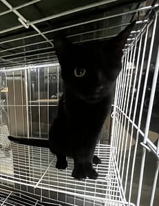 【待認養】混種貓 貓 (女生) - 新北市五股區公立動物之家