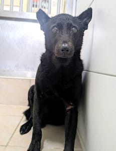 【待認養】混種犬 狗 (女生) - 新竹縣動物保護教育園區