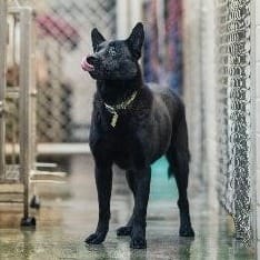 【待認養】混種犬 狗 (女生) - 新北市淡水區公立動物之家