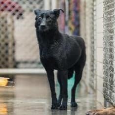 【待認養】混種犬 狗 (女生) - 新北市淡水區公立動物之家