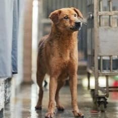 【待認養】混種犬 狗 (男生) - 新北市淡水區公立動物之家