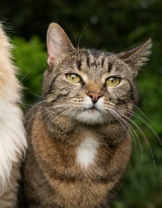 三貓一家有限公司