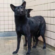 【待認養】混種犬 狗 (女生) - 新北市淡水區公立動物之家