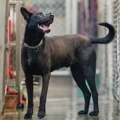 【待認養】混種犬 狗 (男生) - 新北市淡水區公立動物之家