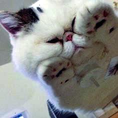 東森寵物雲股份有限公司嘉義西區分公司